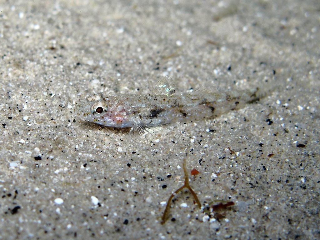 Deltentosteus quadrimaculatus (Valenciennes, 1837)